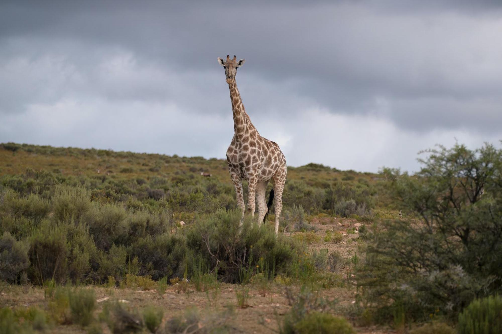Swartberg Private Game Lodge 오쇼른 외부 사진